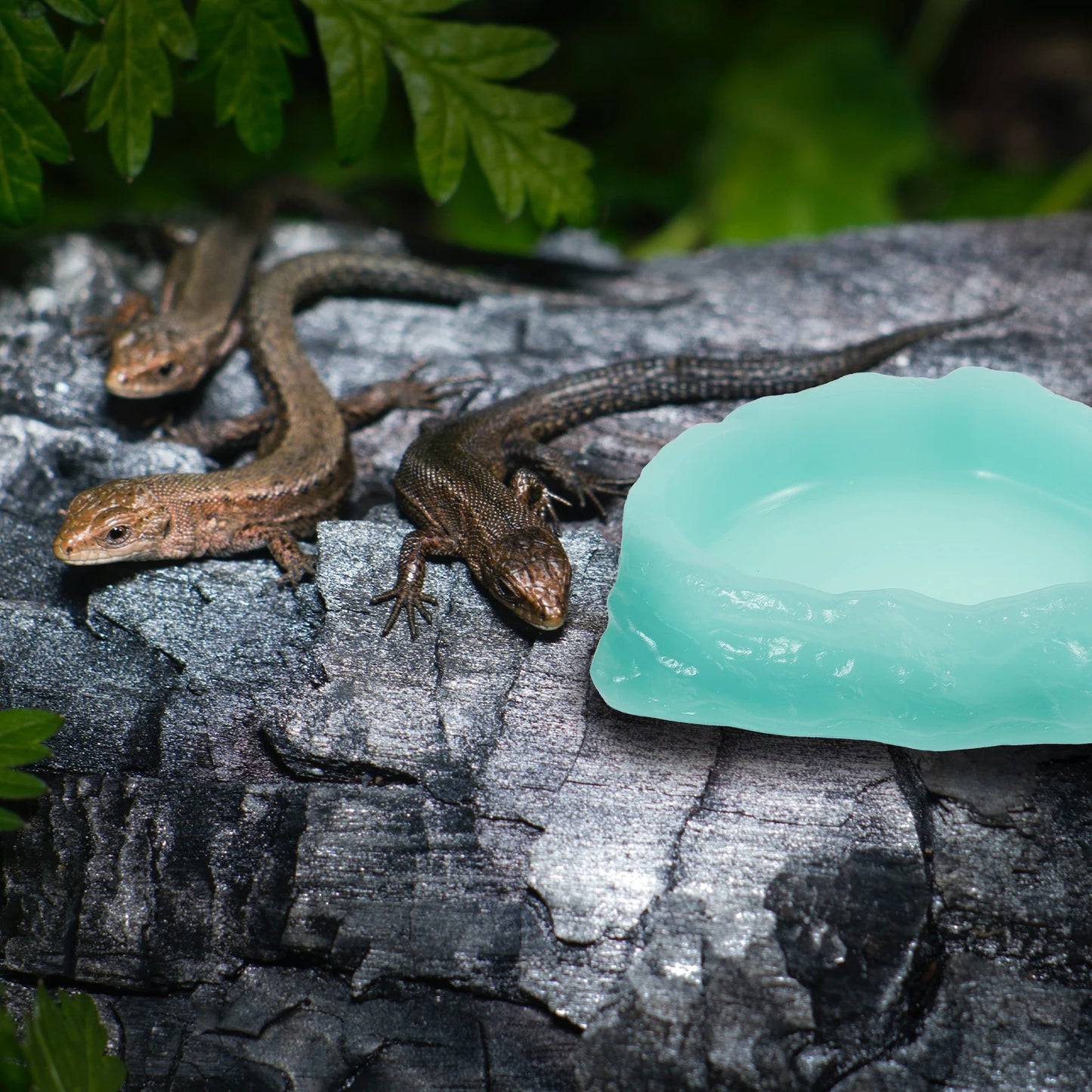 Glow in the Dark Reptile Water Bowl Feeding Dish for Lizards Turtles Small Animals Light Green Non Slip Terrarium Supplies Pet